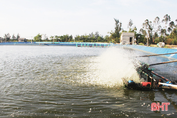 Hà Tĩnh hỗ trợ cơ sở nuôi tôm trên cát, thâm canh bãi triều hàng tỷ đồng