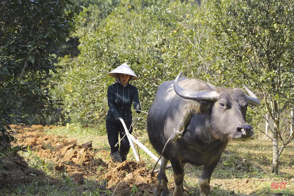 Nữ trưởng thôn “3 vai” giúp người dân vùng biên Hà Tĩnh xóa nghèo