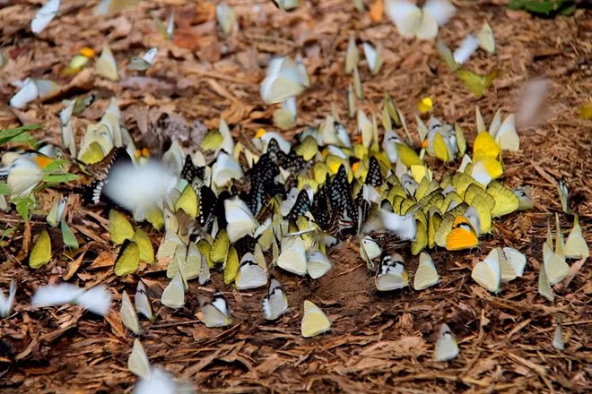 nhung diem den san buom ly tuong nhat viet nam