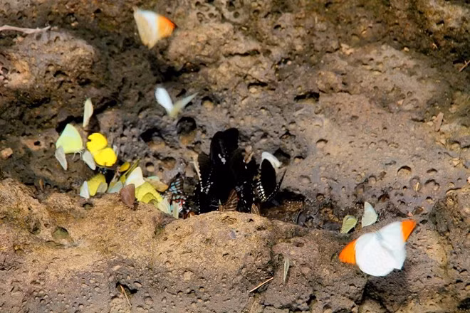 nhung diem den san buom ly tuong nhat viet nam