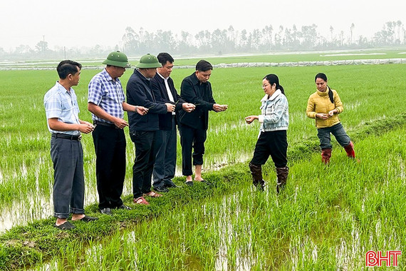Nông dân Đức Quang đảm bảo an toàn cho gần 1.200 ha lúa xuân