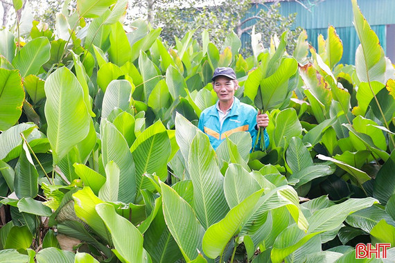 Giá lá dong tăng cao, người dân phấn khởi vào vụ thu hoạch