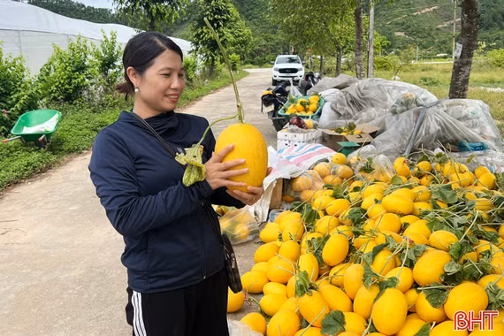 Dưa lưới chín vàng, nông dân phấn khởi thu hoạch