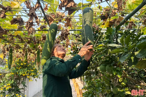 Ngắm những vườn bí xanh trĩu giàn ở Đức Quang