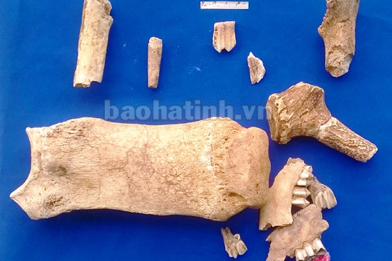 Răng và bàn chân của cá thể tê giác được phát hiện tại di chỉ khảo cổ học Thạch Lạc