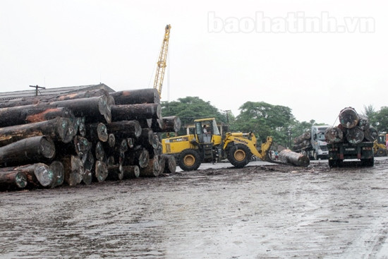 Hồi sinh Cảng Xuân Hải ảnh 2