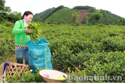 Hướng đi vững chắc của chè Hương Sơn ảnh 1