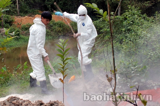 Tiêu hủy đàn lợn bị lở mồm long móng tại Can Lộc ảnh 1