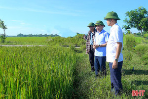 Hà Tĩnh chủ động phòng trừ sâu bệnh cuối vụ trên lúa hè thu