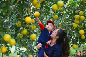 Du khách thích thú "check-in" những vườn cam trĩu quả tại Hà Tĩnh