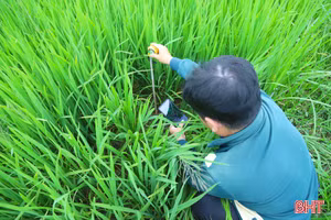 Khí phát thải trên đồng ruộng Hà Tĩnh được "đo đếm” thế nào?