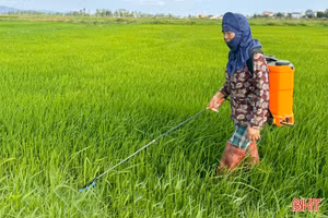 Chủ động ứng phó sâu bệnh, bảo vệ sản xuất lúa hè thu