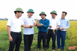 Khẩn trương khắc phục, giảm thiểu thiệt hại với diện tích lúa xuân bị ngã đổ