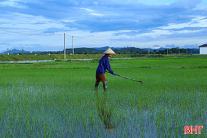 Khi cây lúa lên xanh 