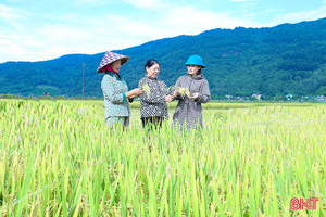 Những giống lúa cho năng suất vượt trội trong vụ xuân tại Hà Tĩnh