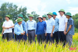 Năng suất lập kỷ lục mới, vụ lúa hè thu ở Hà Tĩnh thắng lợi toàn diện