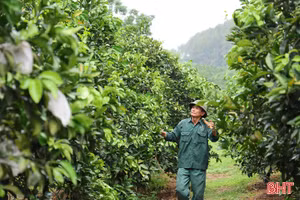 Hàng nghìn ha cây trồng "bừng tỉnh" sau mưa