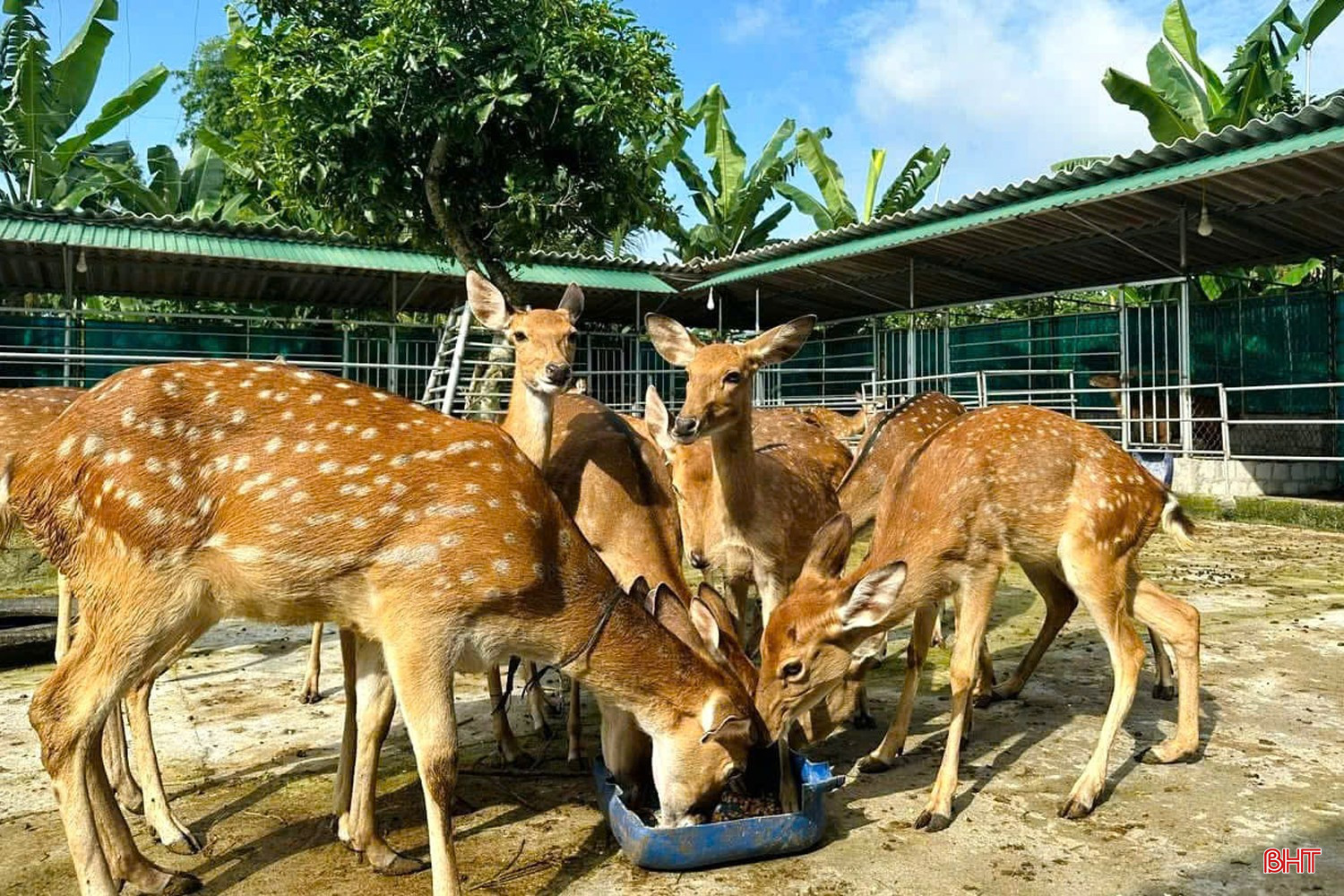 Đàn hươu của Công ty CP Sản xuất & Thương mại nhung hươu Việt (đóng chân trên địa bàn xã Tứ Mỹ). bqbht_br_z6851642387546-a6bf92c849da9159b219120f36037960.jpg