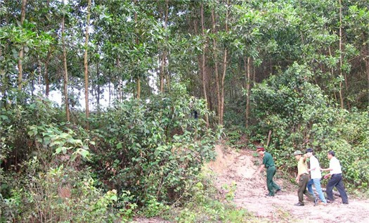 Phong trào trồng rừng phát triển mạnh trong thời gian qua là động lực để sản phẩm chế biến từ rừng trồng được tỉnh chọn làm sản phẩm chủ lực