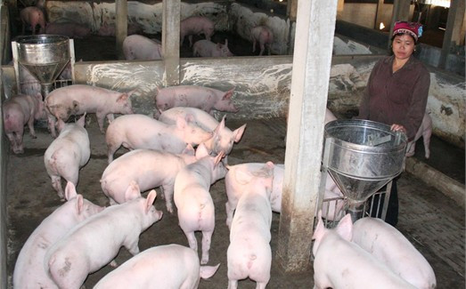 Chăn nuôi lợn là một trong những loại hình sản xuất được chọn làm sản phẩm chủ lực hàng đầu của tỉnh