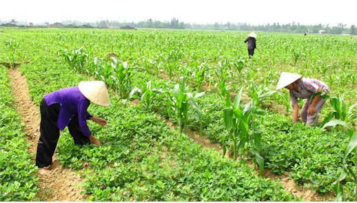 Cùng với cây lúa, cây lạc được chọn làm sản phẩm chủ lực trong lĩnh vực trồng trọt