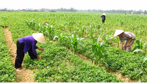 Cùng với cây lúa, cây lạc được chọn làm sản phẩm chủ lực trong lĩnh vực trồng trọt