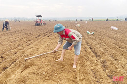 Liên kết sản xuất mở đường cho nông dân vùng biên giảm nghèo