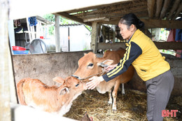  “Phao sinh kế” hiệu quả của người nghèo ở Hương Phố