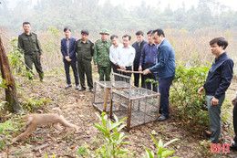 Thả 12 cá thể động vật quý hiếm về rừng tự nhiên Vườn Quốc gia Vũ Quang