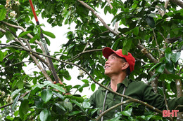 Hương hoa bưởi "gọi" nhà nông ra vườn ngày Tết