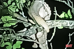 Người dân phát hiện động vật hoang dã đi lạc… trong vườn