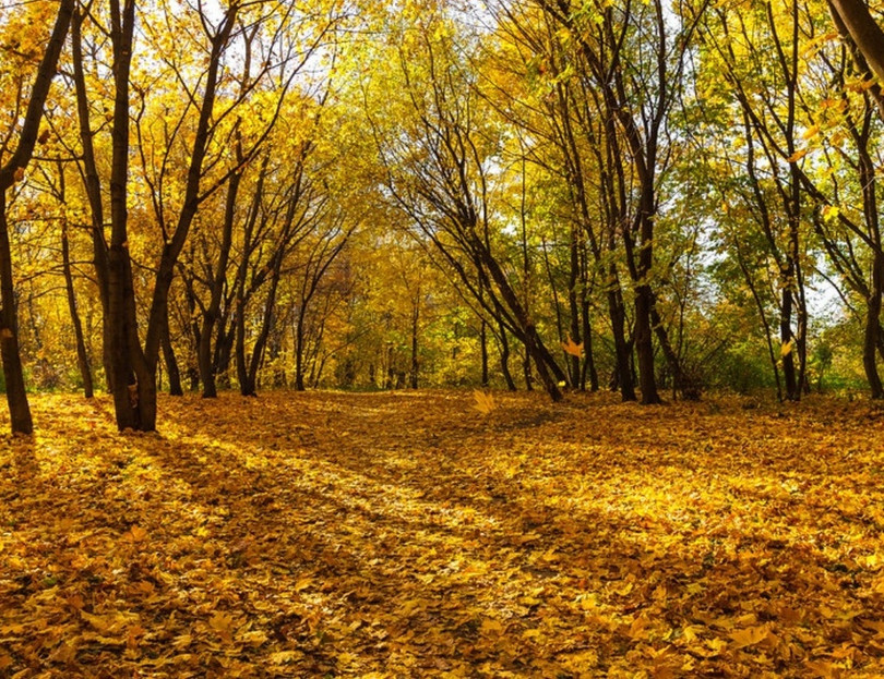 Nước Nga đổ vàng, đẹp nao lòng khi đất trời sang thu ảnh 4 Nuoc Nga do vang, dep nao long khi dat troi sang thu hinh anh 4