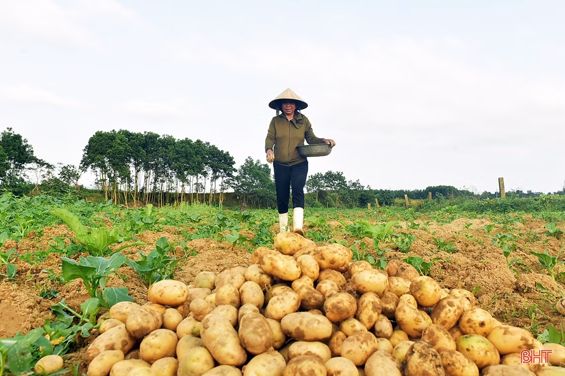 Trồng rau bán tết, nông dân phố núi Hương Khê thu lãi khá
