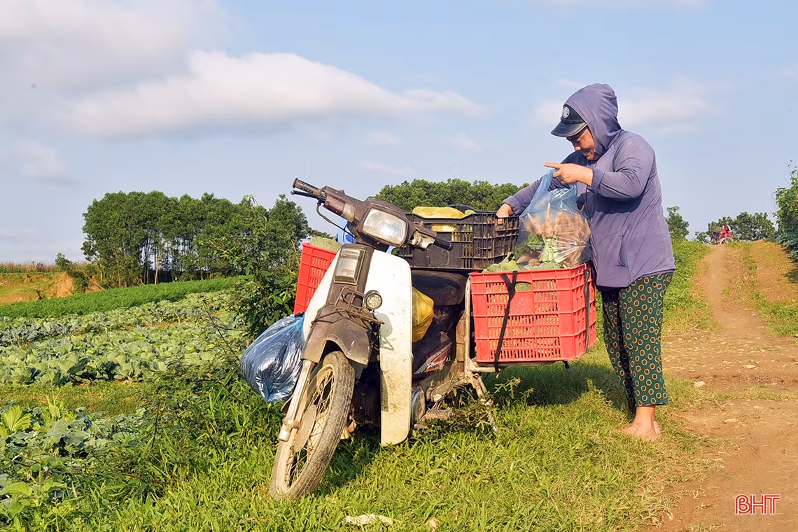Trồng rau bán tết, nông dân phố núi Hương Khê thu lãi khá