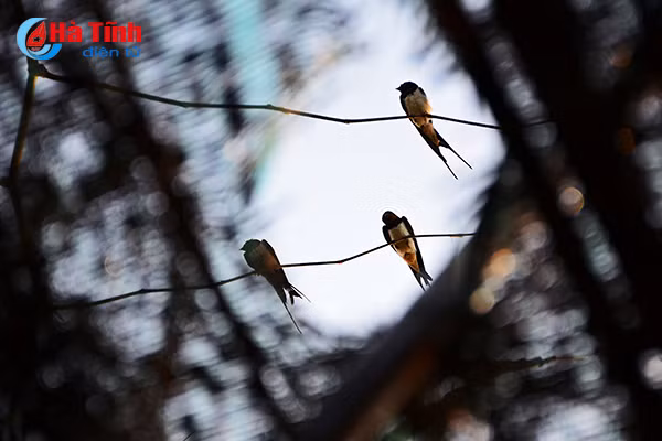 chum anh tan diet chim en lam moi nhau