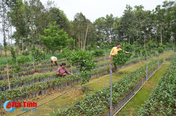 ngam khu vuon giai dac biet cuoc thi kdc kieu mau vuon mau ha tinh