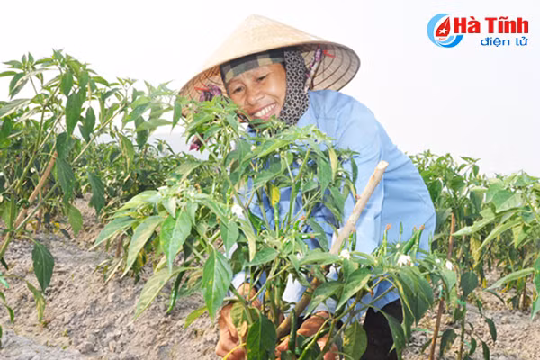 nong dan ha tinh lien ket trong ot thu nhap gap 5 lan trong lua