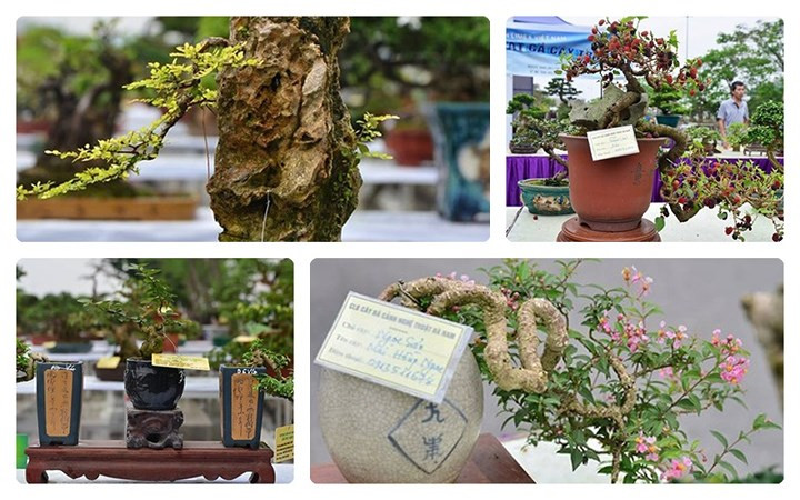 ngam bonsai mini gia dat do