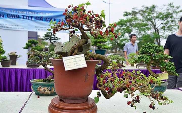 ngam bonsai mini gia dat do