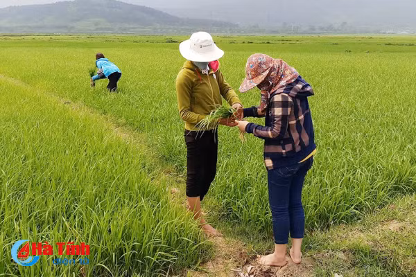 benh dao on co bong nong dan lo ngay ngay