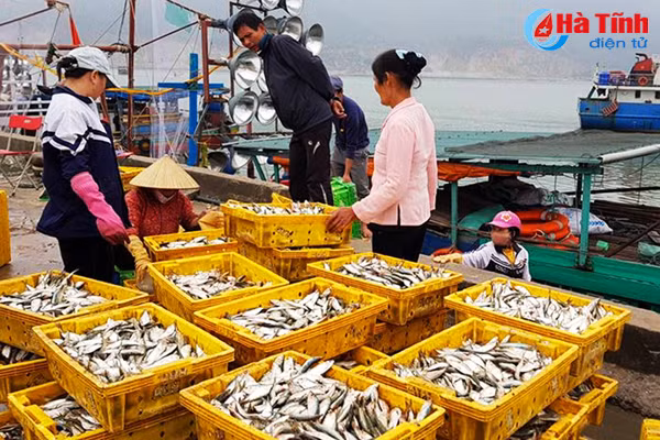 ngu dan ha tinh thu hon 540 ty dong tu vu ca bac