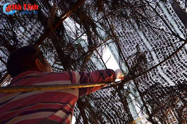 chum anh tan diet chim en lam moi nhau