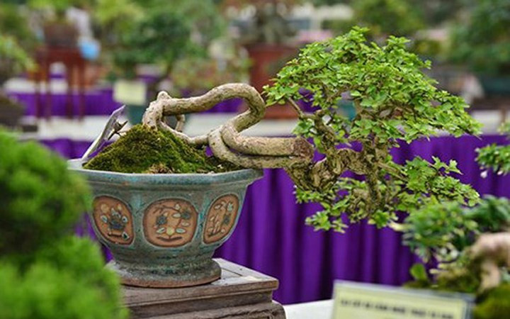 ngam bonsai mini gia dat do