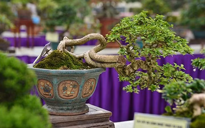 ngam bonsai mini gia dat do