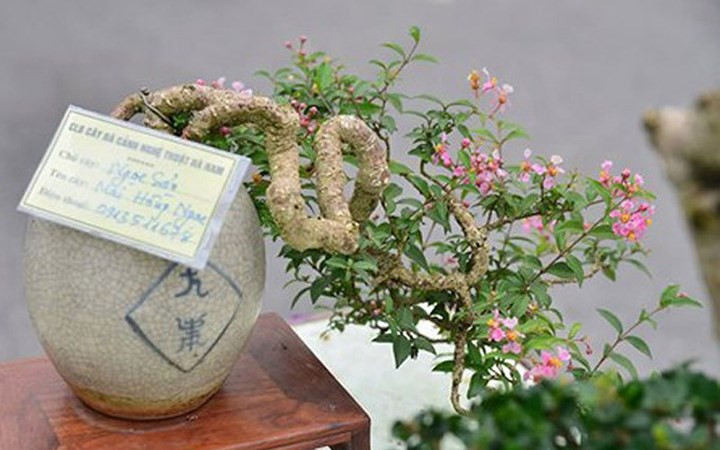 ngam bonsai mini gia dat do