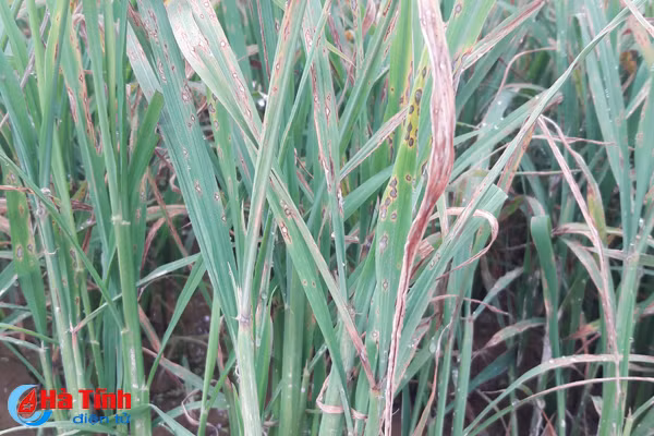 benh dao on co bong nong dan lo ngay ngay