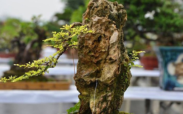 ngam bonsai mini gia dat do