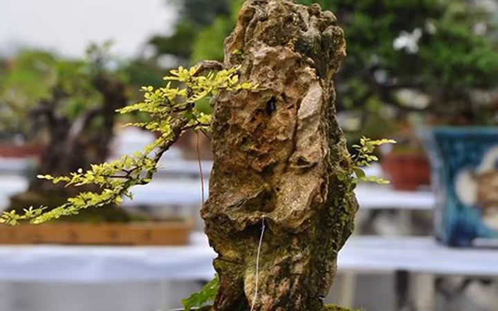 ngam bonsai mini gia dat do