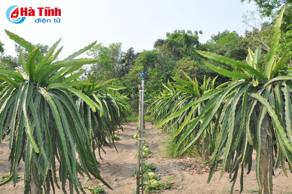 ve lang bien nghi xuan xem khu dan cu mau