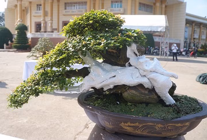 ngam bonsai mini gia dat do